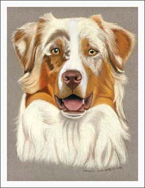 Australian Shepherd