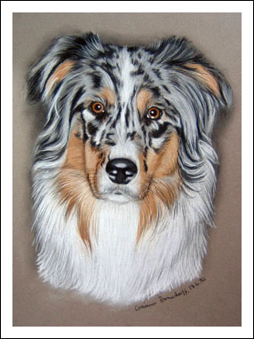 Australian Shepherd