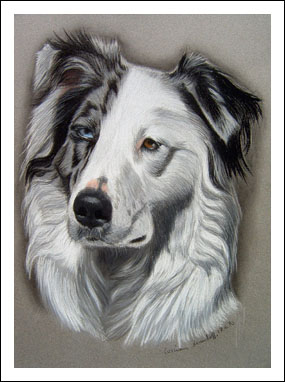 Australian Shepherd