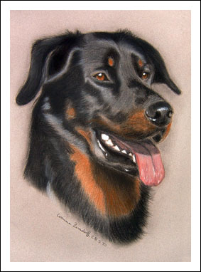 Beauceron