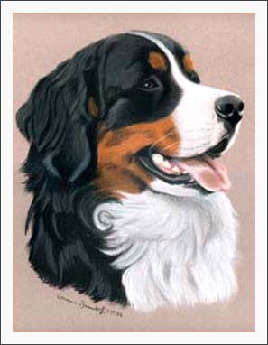 Berner Sennenhund