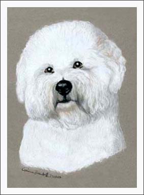 Bichon Frise