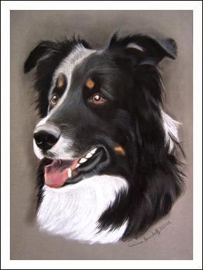 Border Collie