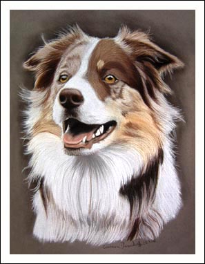 Border Collie