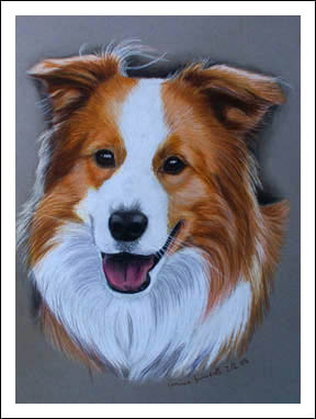 Border Collie