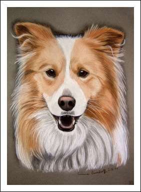 Border Collie