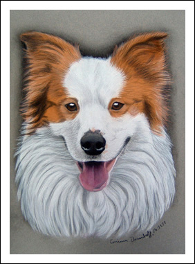 Border Collie