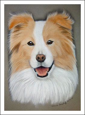 Border Collie