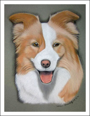 Border Collie