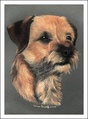 Border Terrier