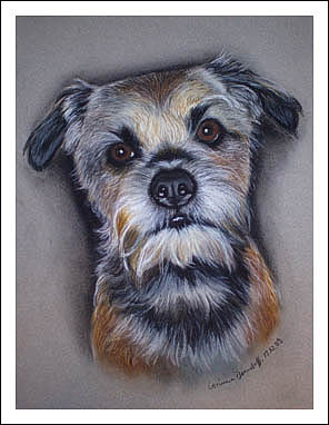 Border Terrier