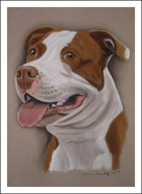 American Bulldog