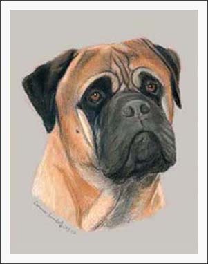 Bullmastiff