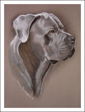 Cane Corso