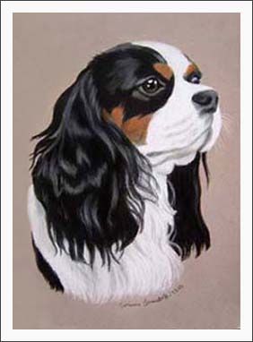 Cavalier King Charles Spaniel