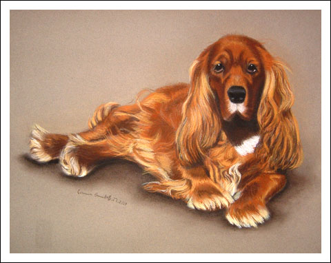 Cocker Spaniel