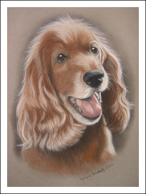 Cocker Spaniel