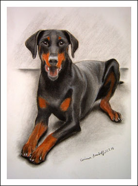 Dobermann