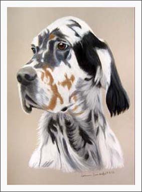 English Setter