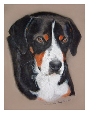 Entlebucher Sennenhund