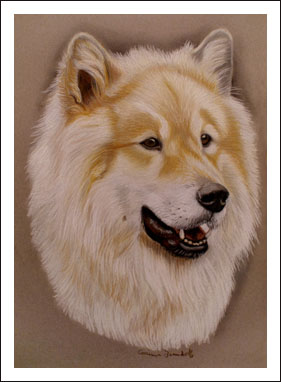 Eurasier