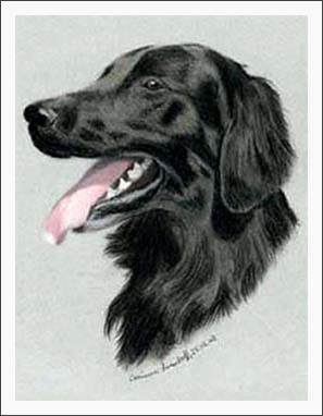 Flat Coated Retriever