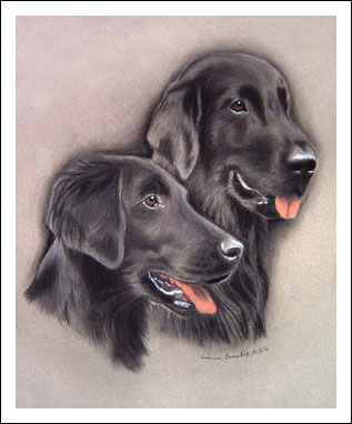 Flat Coated Retriever