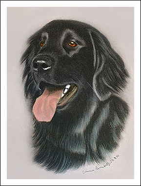 Flat Coated Retriever