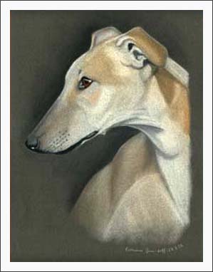 Galgo Espanol