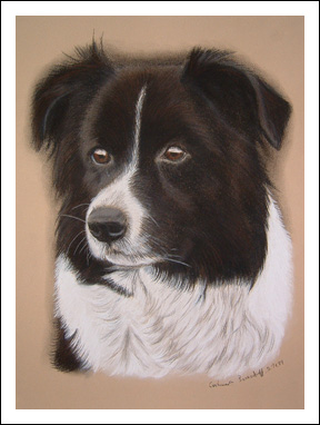 Border Collie