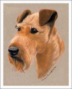 Irish Terrier