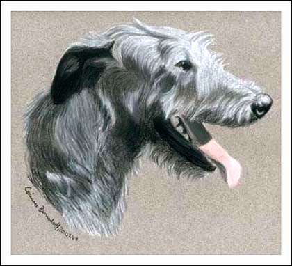 Irish Wolfhound