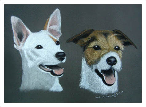 Jack Russel Terrier