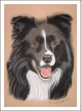 Border Collie