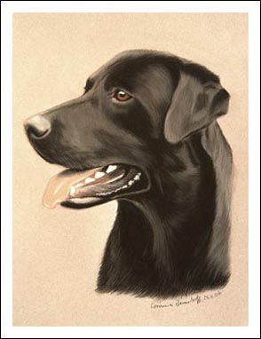 Labrador Retriever