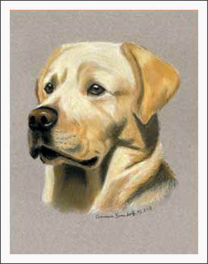 Labrador Retriever