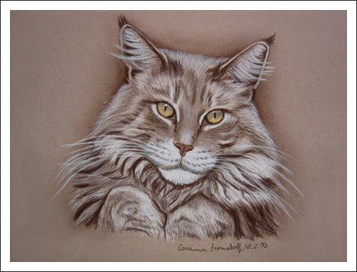 Maine Coon