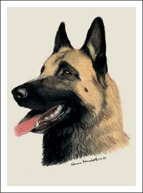 Malinois