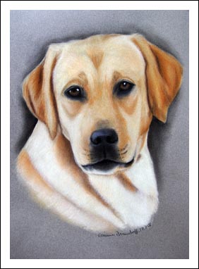 Labrador Retriever