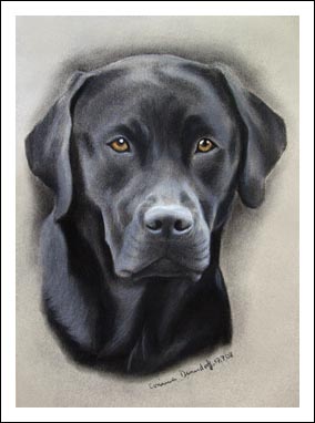 Labrador Retriever