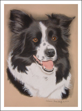 Border Collie