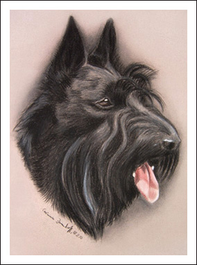 Scottish Terrier