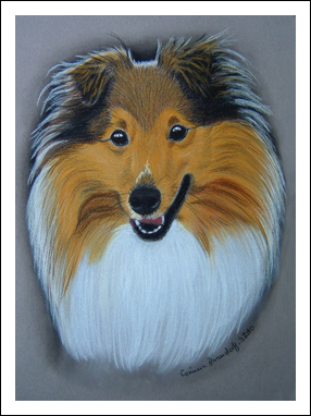 Sheltie