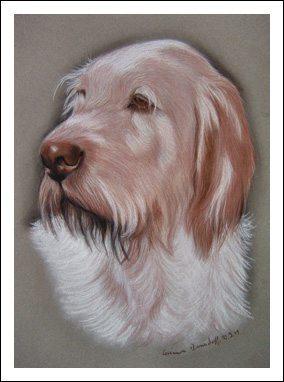 Spinone Italiano