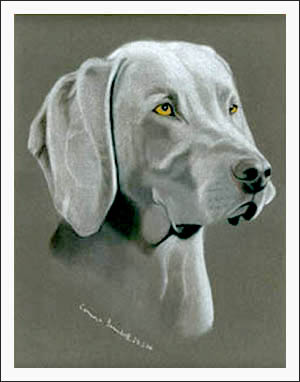 Weimaraner