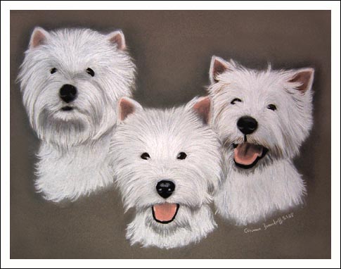 West Highland White Terrier