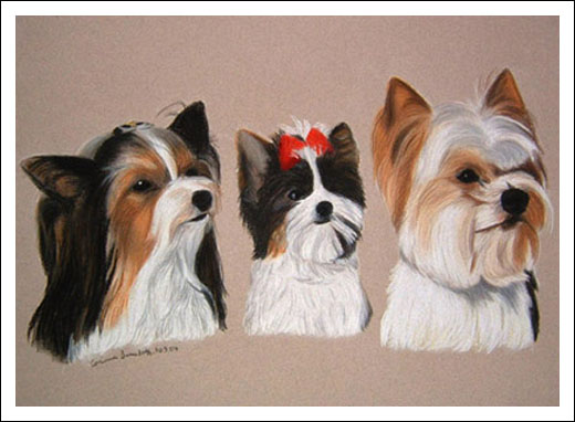 Yorkshire Terrier